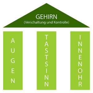 Die 3 Säulen des Gleichgewichtssystems